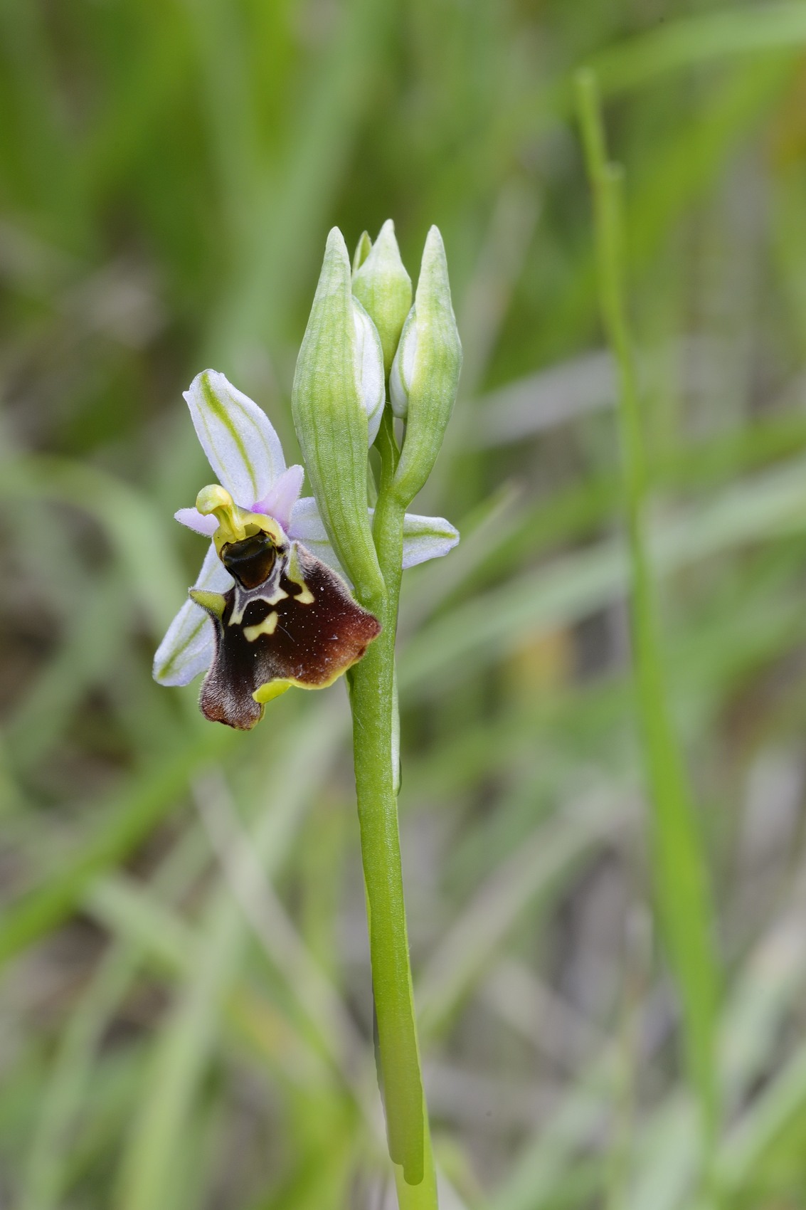 Ophrys holosericea / Ofride dei Fuchi